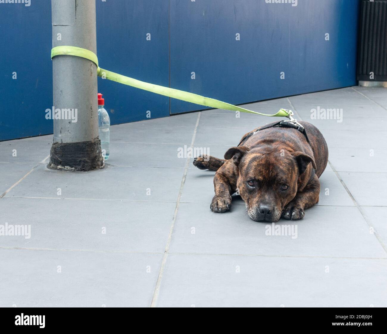 Pit Bull Terrier an Lampenpfosten außerhalb des Ladens gebunden. Stockfoto