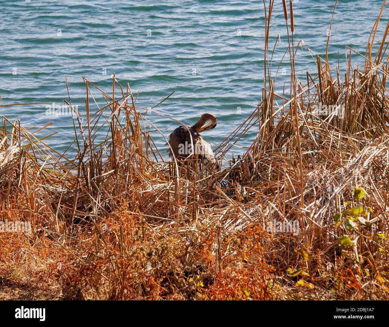 Little Blue Heron Stockfoto