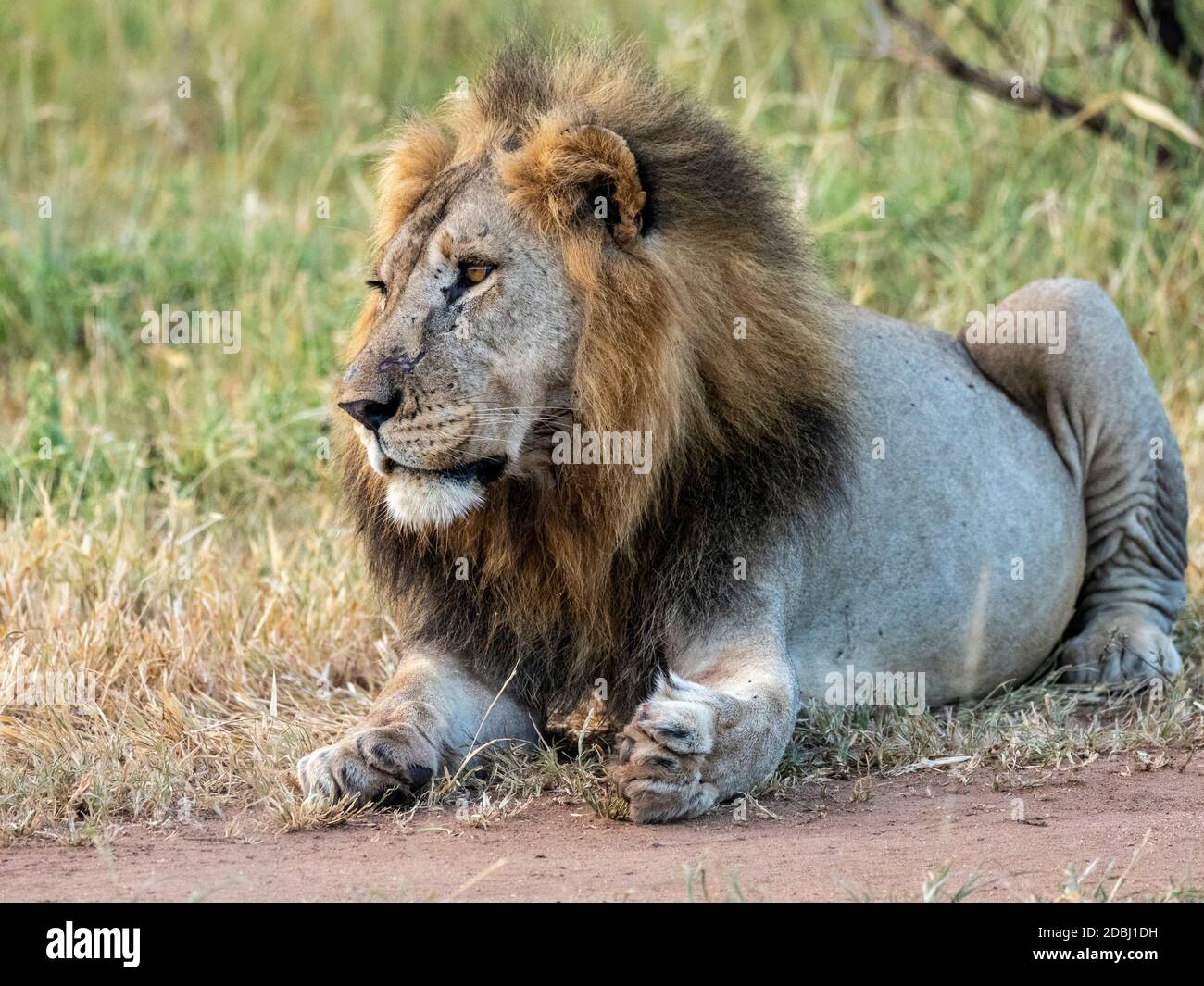 Ein erwachsener männlicher Löwe (Panthera leo), Tarangire Nationalpark, Tansania, Ostafrika, Afrika Stockfoto