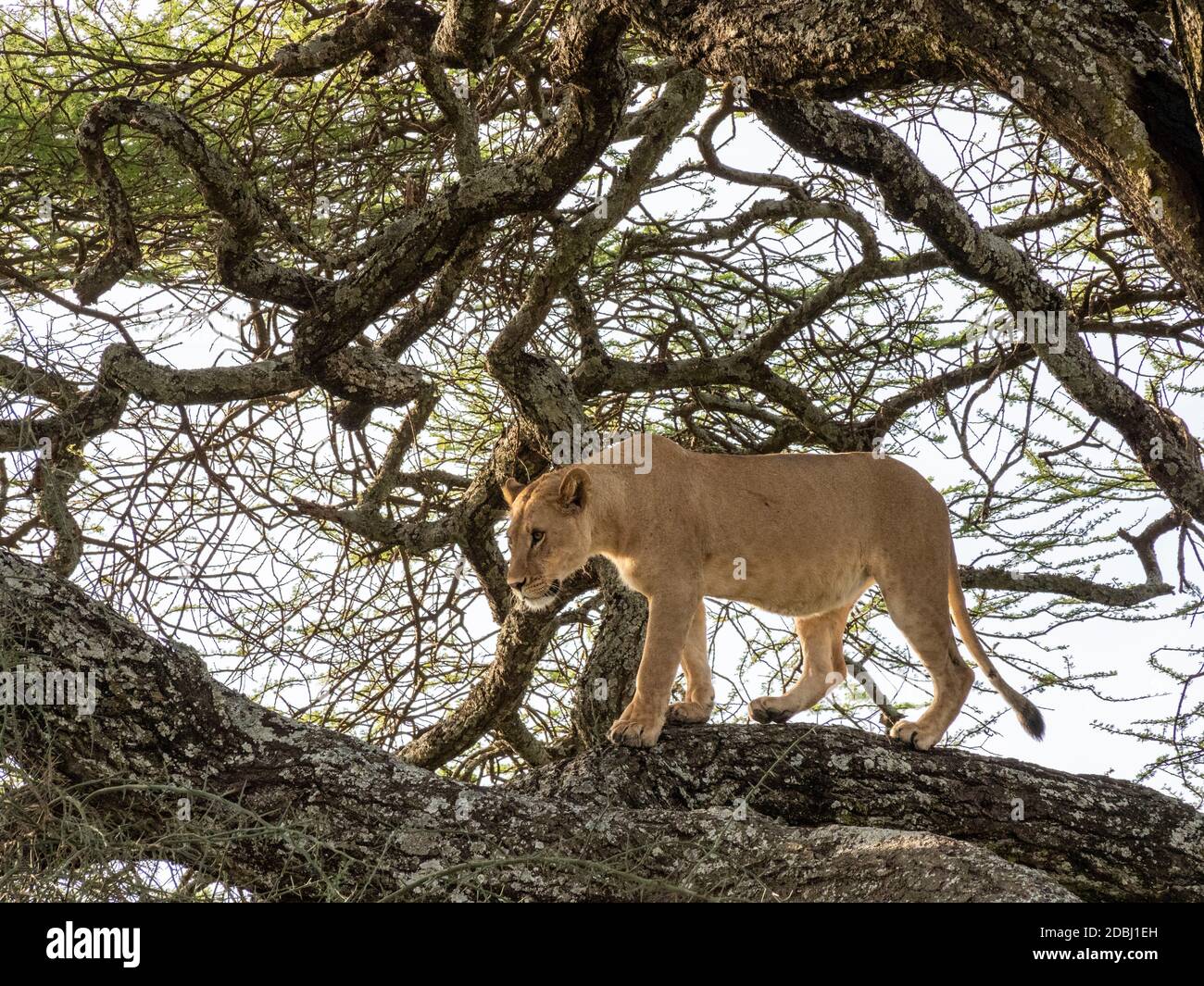 Eine Löwin (Panthera leo), in einem Baum im Serengeti Nationalpark, Tansania, Ostafrika, Afrika Stockfoto