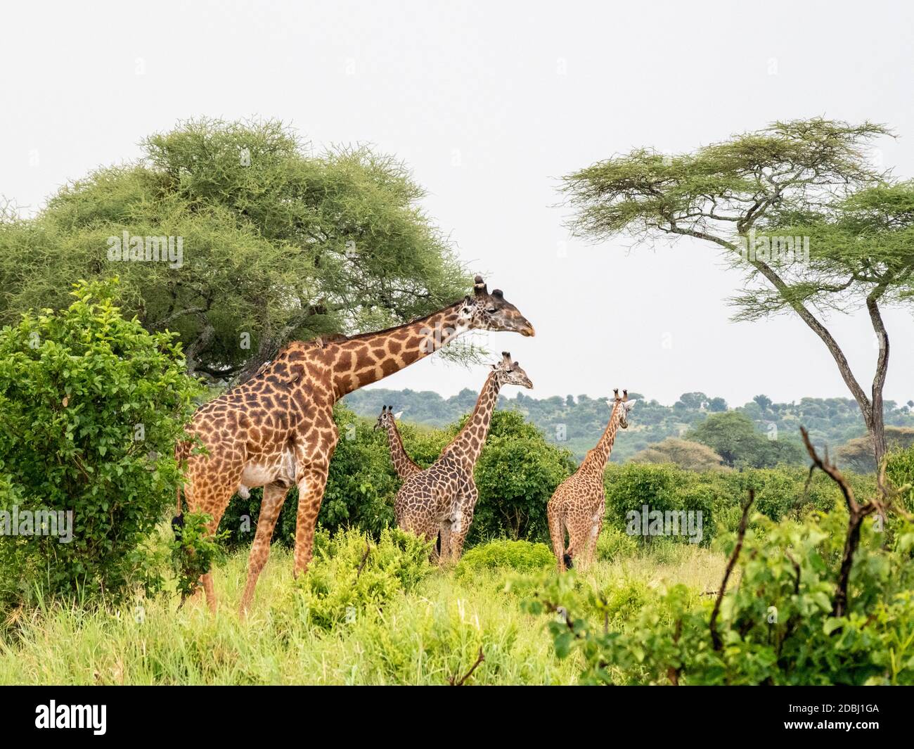 Erwachsene Masai Giraffen (Giraffa camelopardalis tippelskirchii) Fütterung im Tarangire Nationalpark, Tansania, Ostafrika, Afrika Stockfoto
