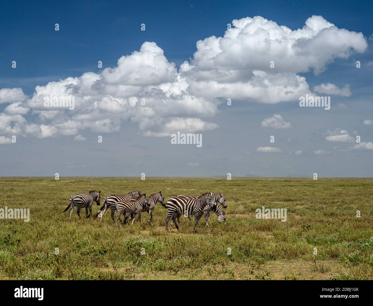 Flachzebras (Equus quagga) im Serengeti-Nationalpark, UNESCO-Weltkulturerbe, Tansania, Ostafrika, Afrika Stockfoto