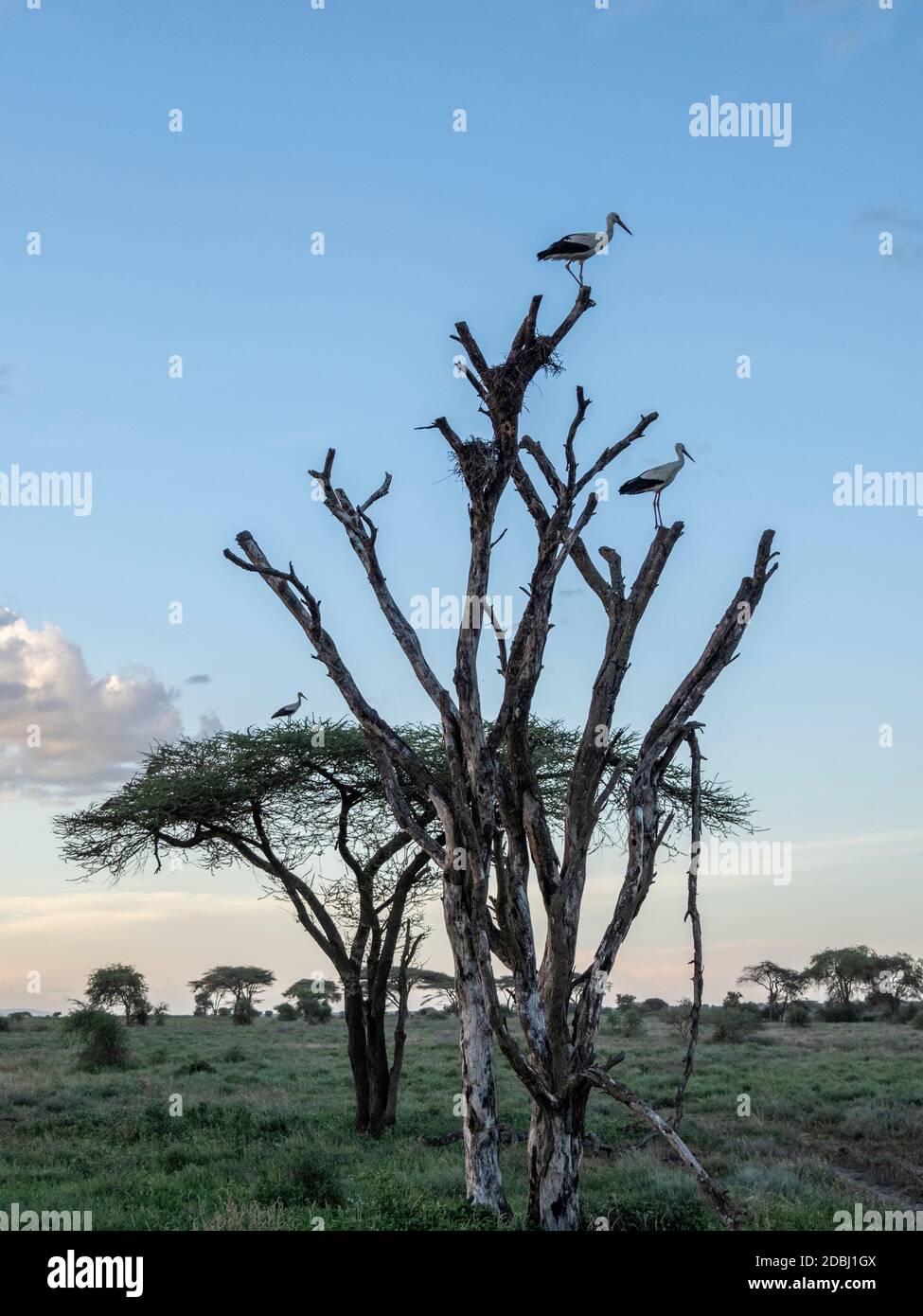 Erwachsene Weißstörche (Ciconia ciconia), Serengeti Nationalpark, Tansania, Ostafrika, Afrika Stockfoto