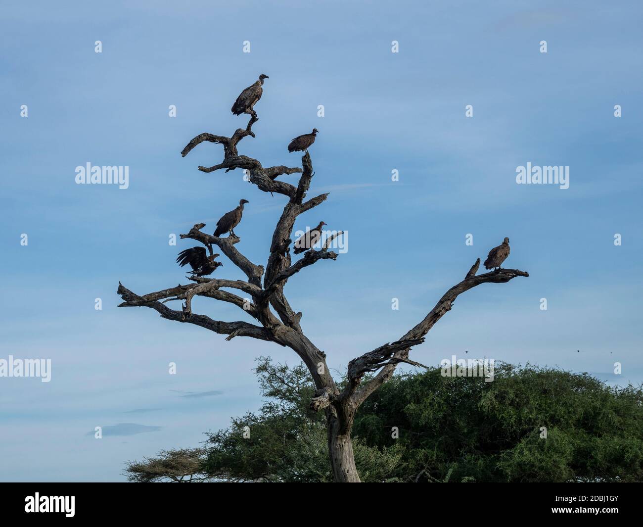 Afrikanische Weißrückengeier (Gyps africanus), Tarangire-Nationalpark, Tansania, Ostafrika, Afrika Stockfoto