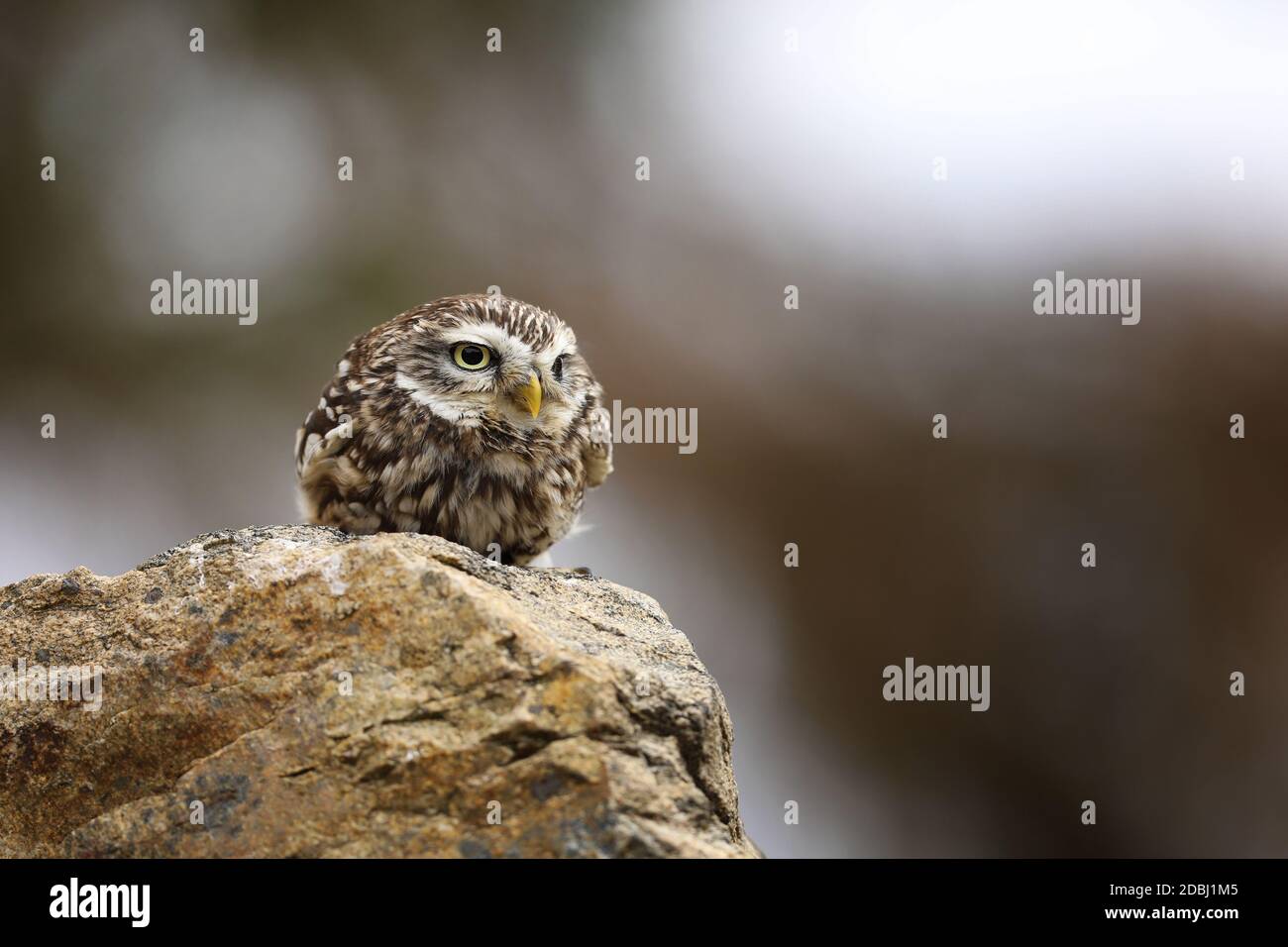 Kleine Eule in der Natur Lebensraum, Tschechische republik Athene noctua, in der Steinmauer. Stockfoto