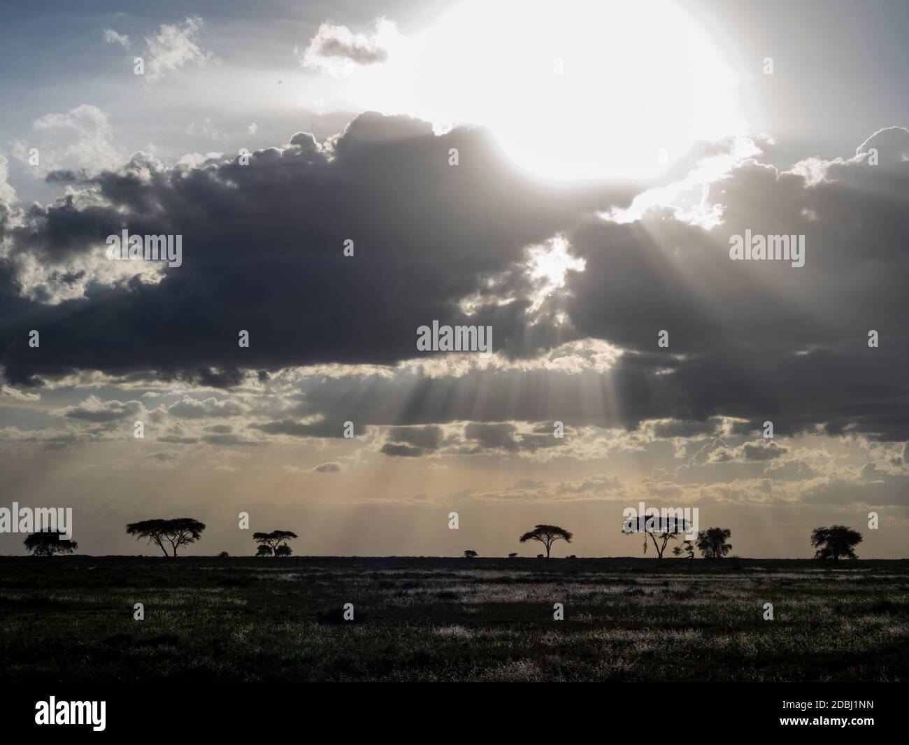 Sonnenaufgang über Akazienbäumen im Serengeti Nationalpark, UNESCO Weltkulturerbe, Tansania, Ostafrika, Afrika Stockfoto