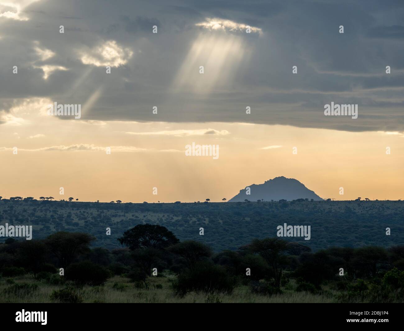 Sturmwolken und Gottesstrahlen im Tarangire Nationalpark, Tansania, Ostafrika, Afrika Stockfoto