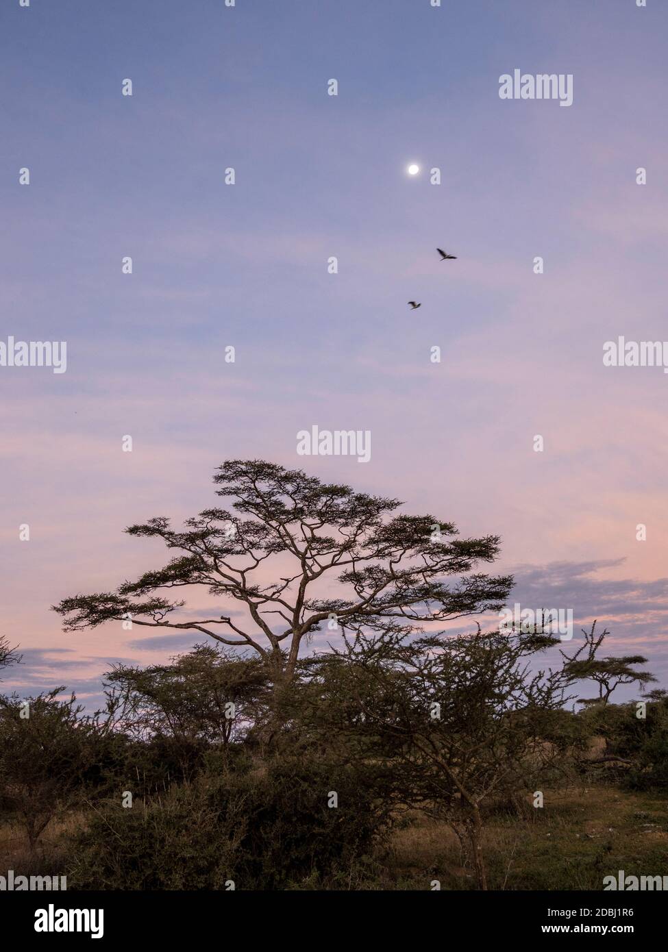 Sonnenaufgang über Akazienbäumen mit Vollmond im Serengeti Nationalpark, UNESCO Weltkulturerbe, Tansania, Ostafrika, Afrika Stockfoto