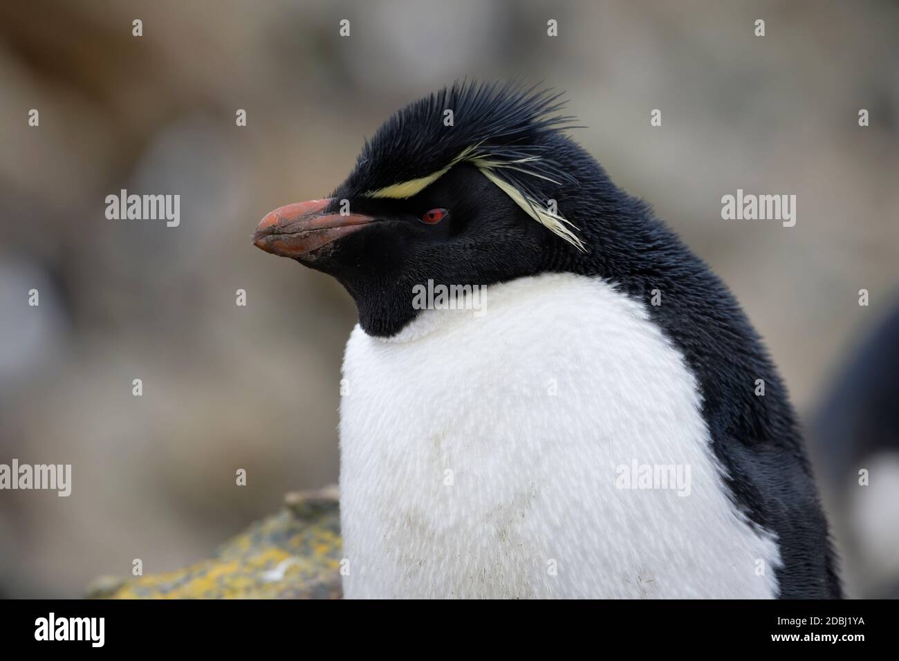 Südliche Rockhopper Pinguin (Eudytes chrysocome), New Island, Falkland Islands, Britisches Überseegebiet, Südamerika Stockfoto