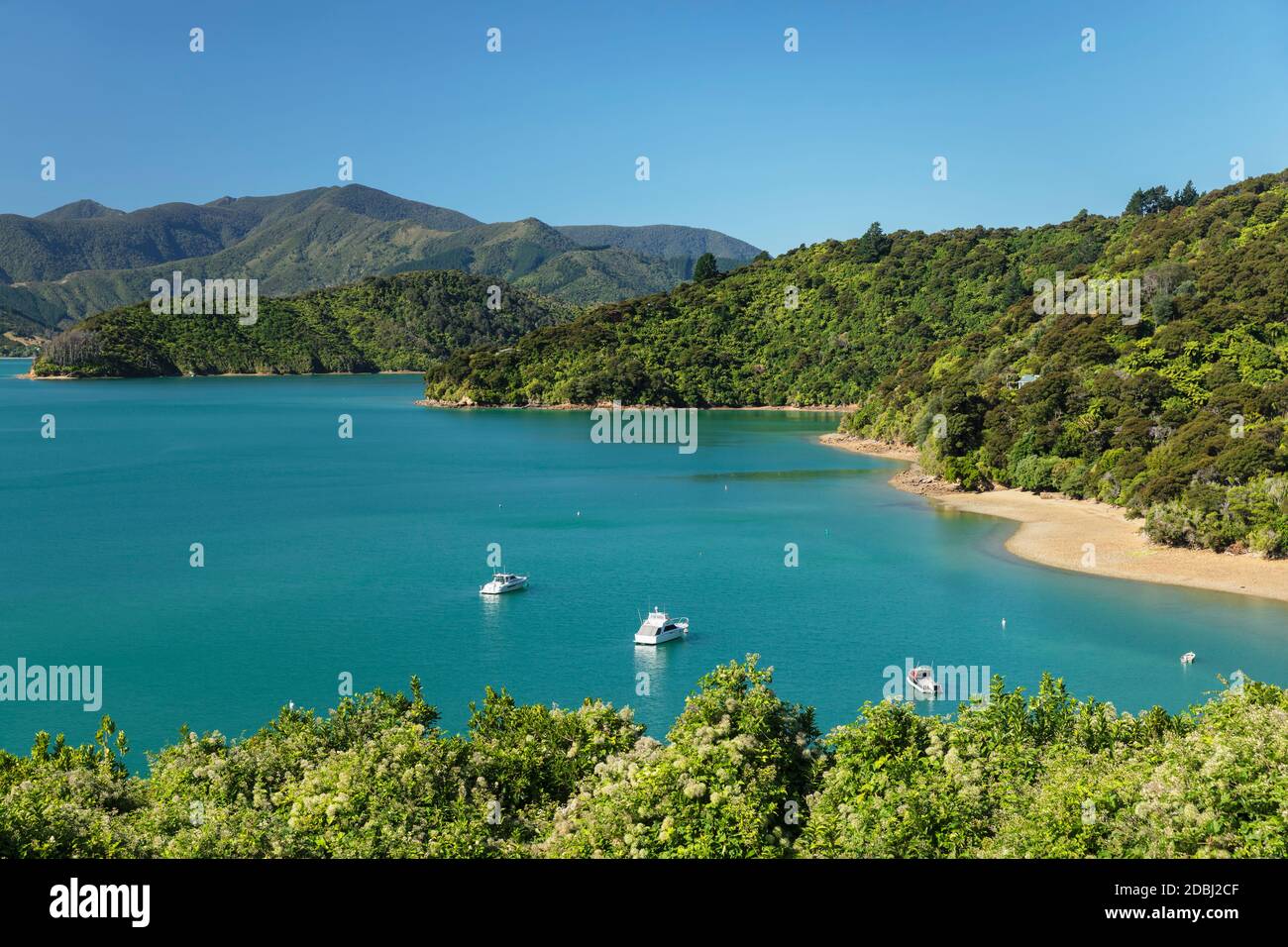 Küstenlandschaft am Kenepuru Sound, Queen Charlotte Track, Marlborough Sounds, Picton, South Island, Neuseeland, Pazifik Stockfoto