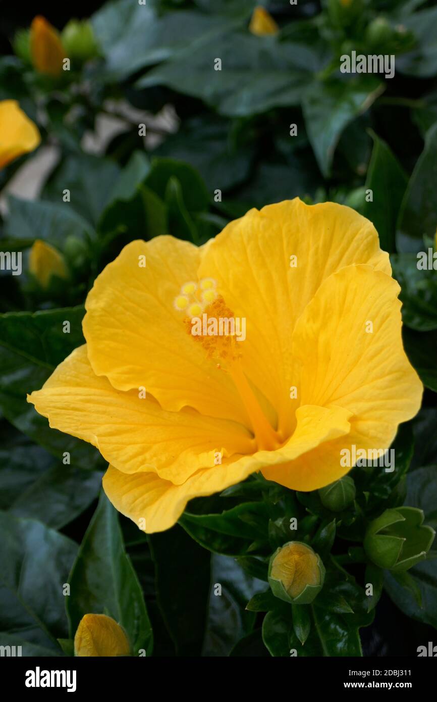 Hibiskus Stockfoto