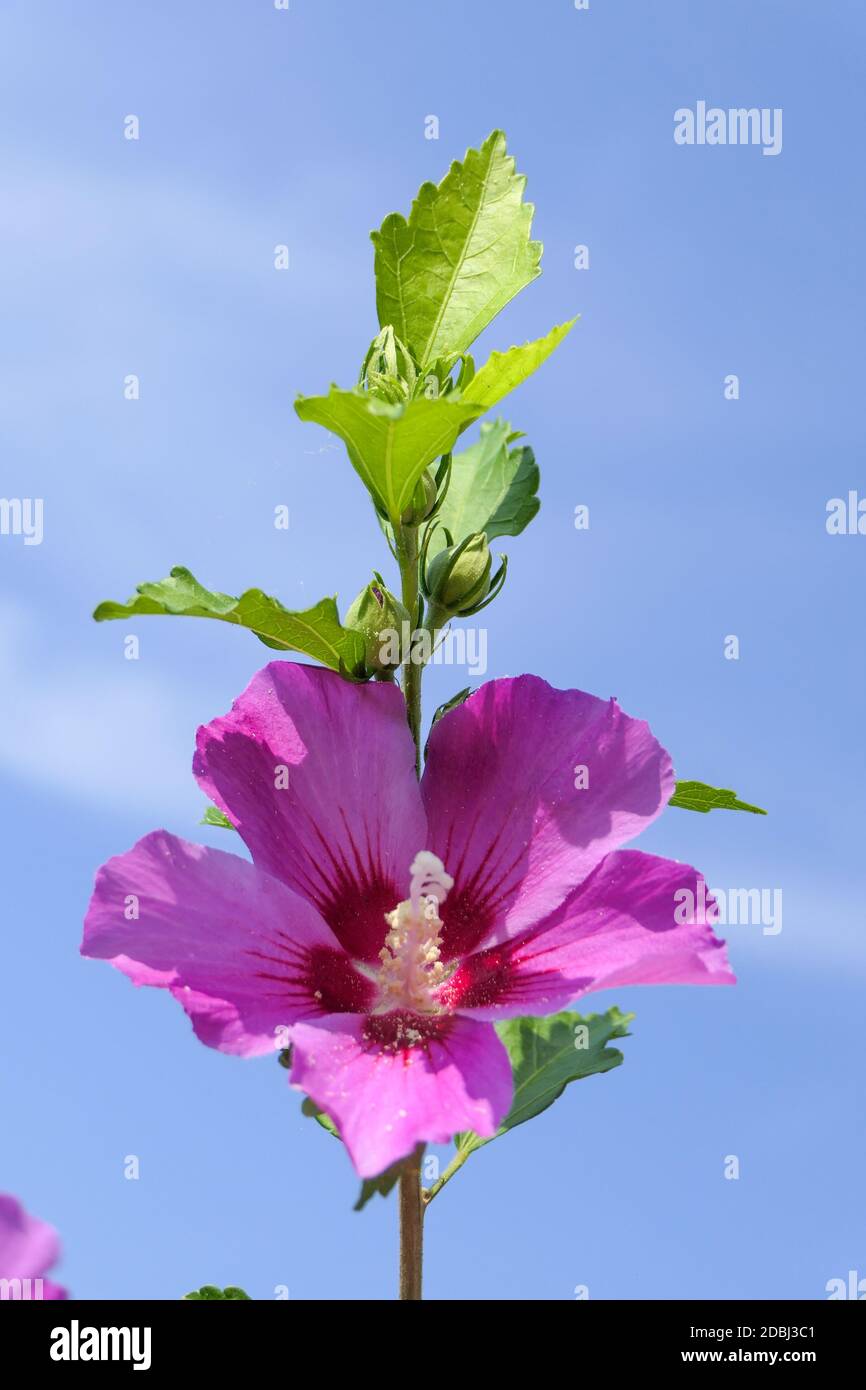 Eine schöne rosa Blüte mit einem blauen Himmel im Hintergrund Stockfoto