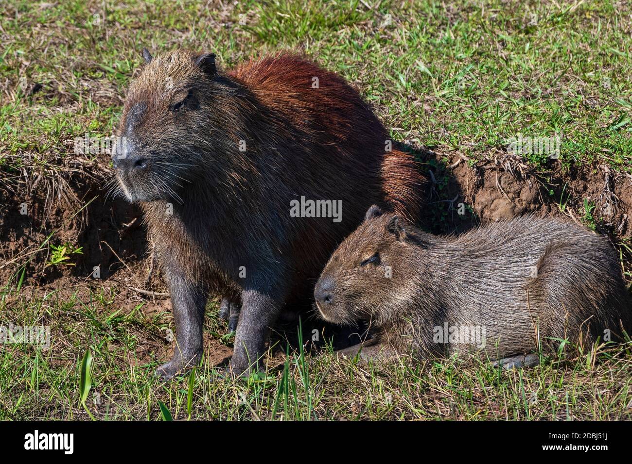 Capybara (Hydorchaeris hydrochaeris), Pantanal, Mato Grosso do Sul, Brasilien, Südamerika Stockfoto