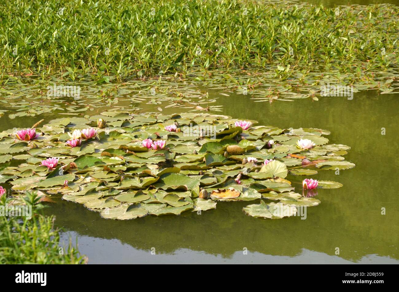 Rot blühende Seerosen in einem Teich Stockfoto