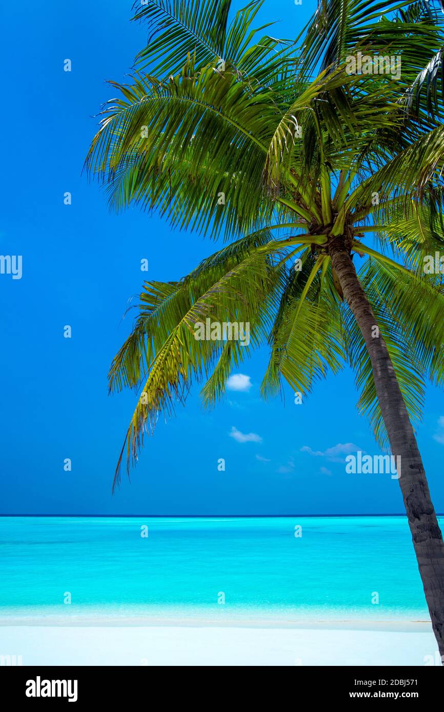 Palmen und tropischen Strand, Malediven, Indischer Ozean, Asien Stockfoto