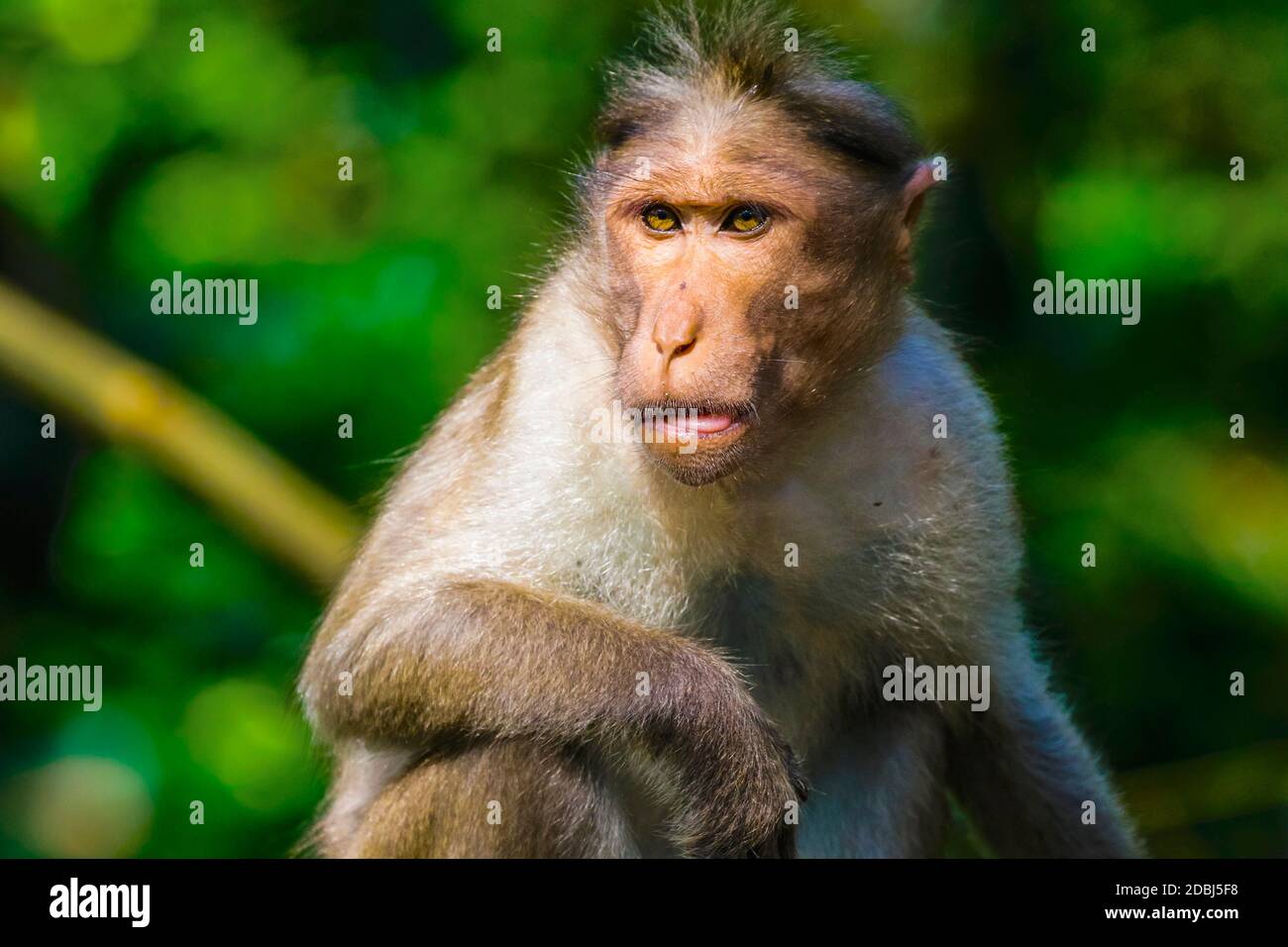 Langschwänzige Makaken-Affen in der Nähe der Edakkal-Höhlen, wo Touristenkontakt sie zahm gemacht hat, Edakkal, Wayanad, Kerala, Indien, Asien Stockfoto