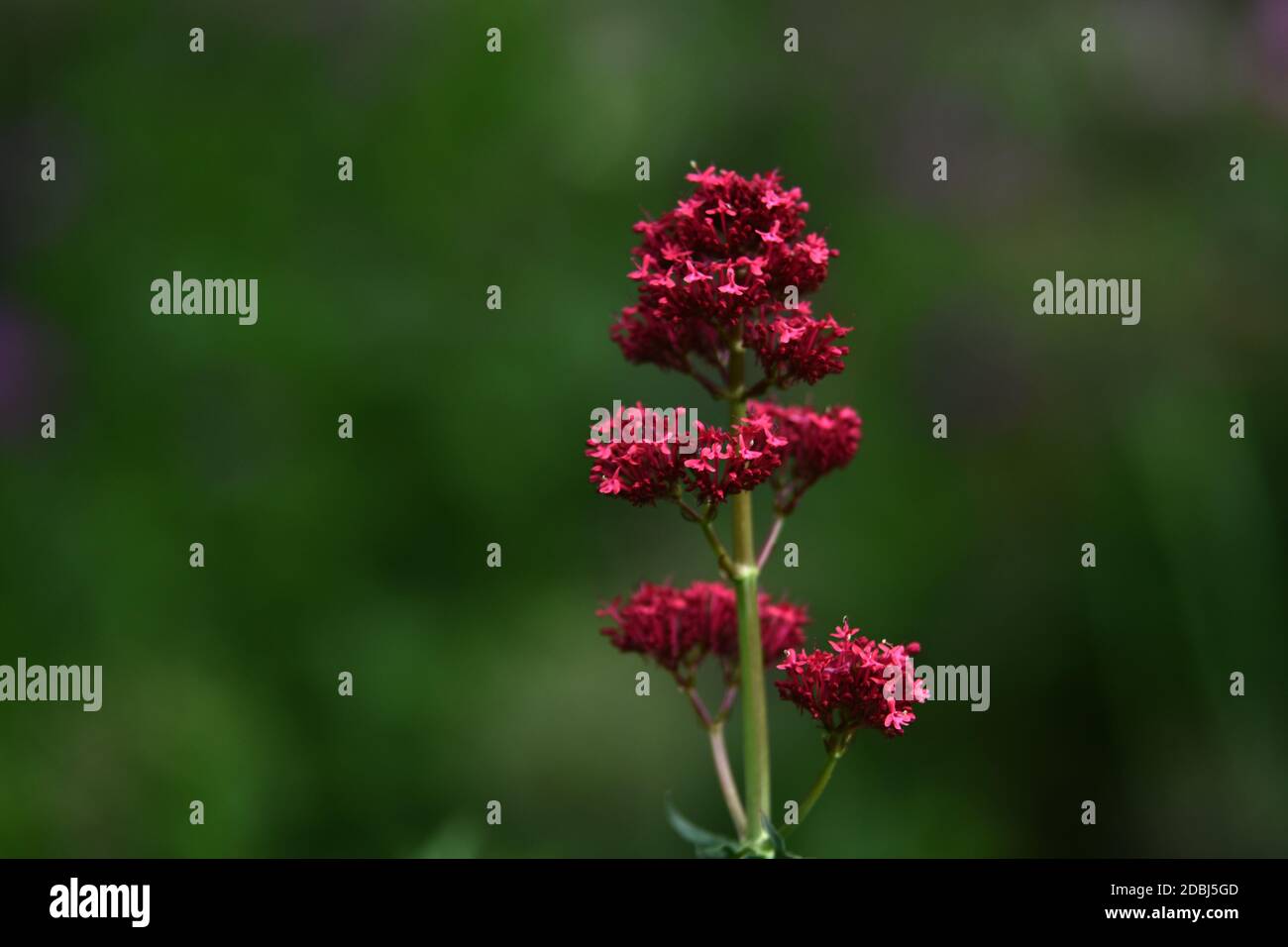 Centranthus ruber Stockfoto