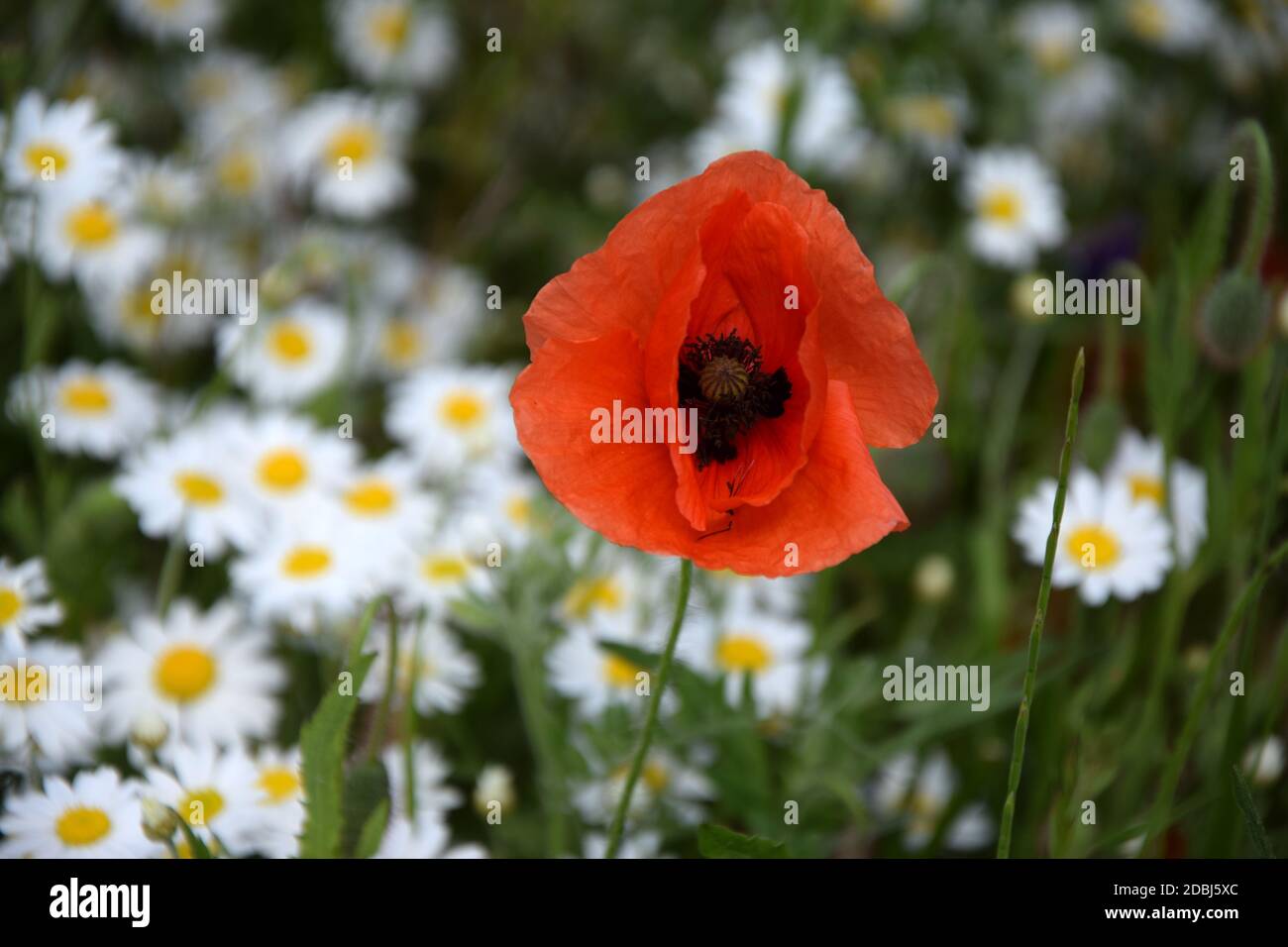 Maismohn und Gänseblümchen Stockfoto