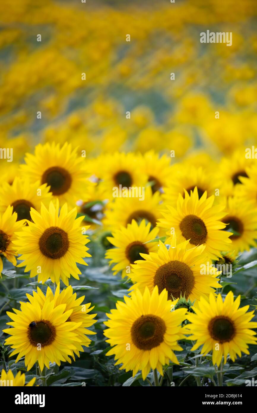 Feld voller gelber Sonnenblumen, Newbury, West Berkshire, England, Großbritannien, Europa Stockfoto