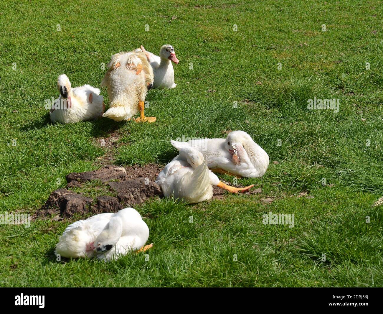 Happy Free Range Enten auf einem Bauernhof Stockfoto