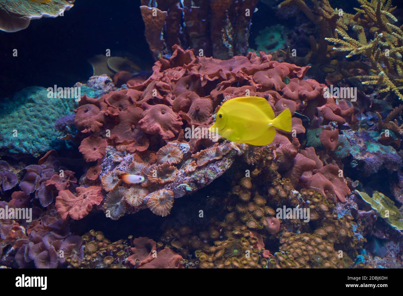 Kleine gelbe Fische im Meer, einsam, glänzend, Felsen, Algen Stockfoto