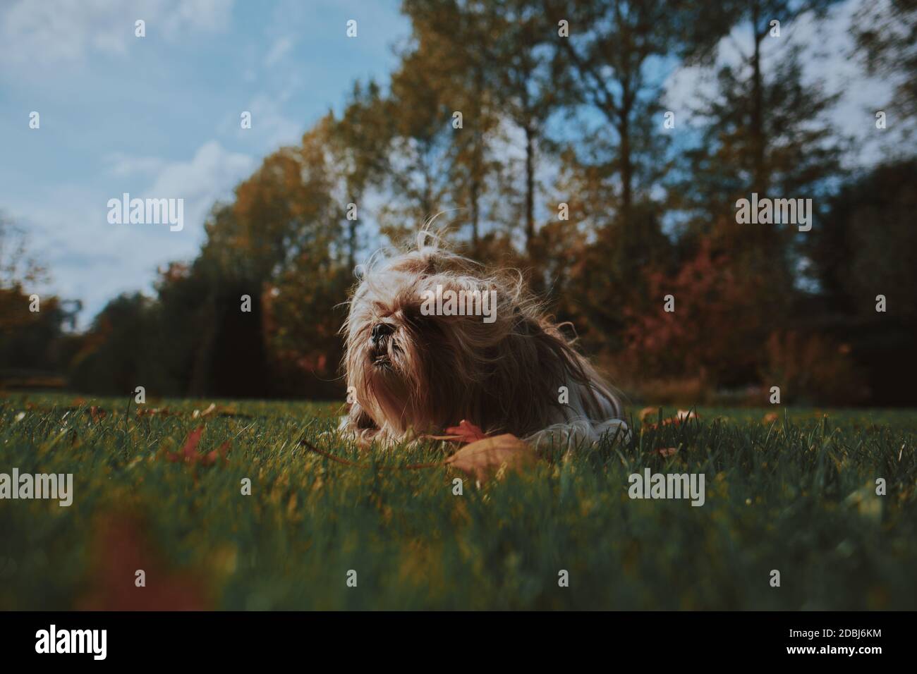 Kleiner Shih Tzu Hund legt sich in grünen Park Gras, Garten, Natur umgeben von hohen Bäumen, orange Blätter und blauen Himmel im Herbst, Herbst. Stockfoto