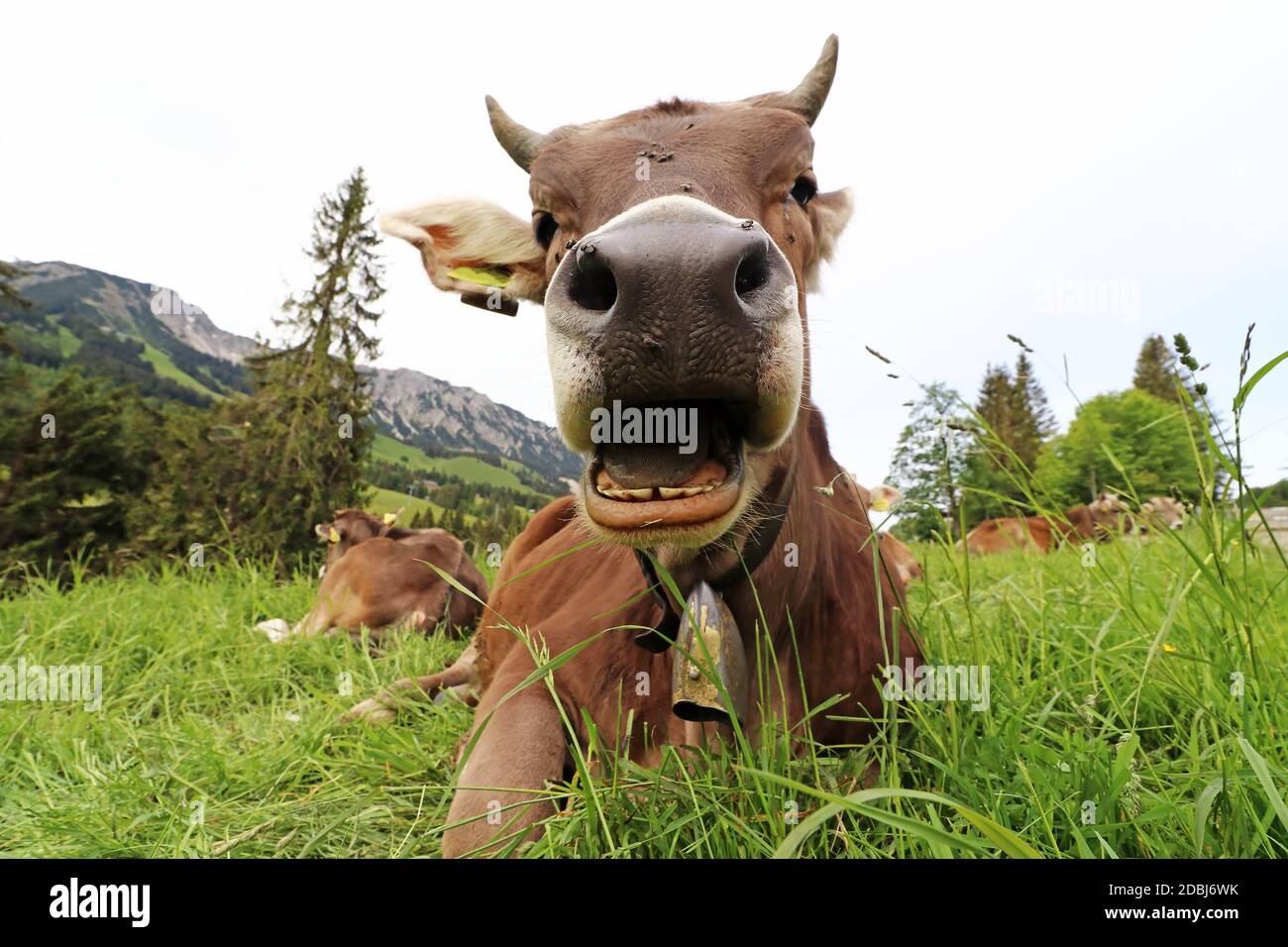 Lustiges Foto einer Kuh mit Hörnern und Glocke mit Offener Mund in den Bergen Stockfoto