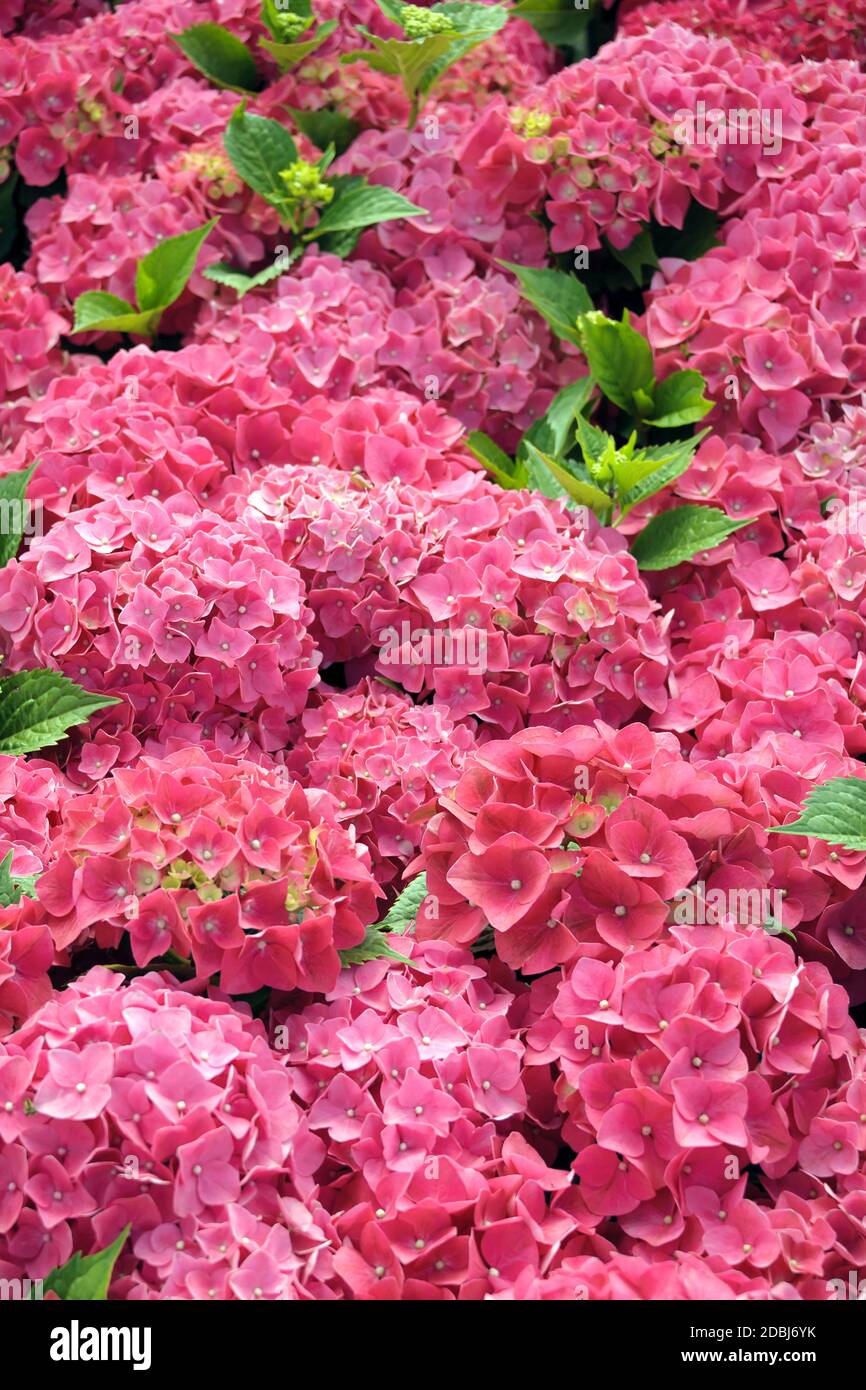 Garten-Hortensie (Hydrangea Macrophylla 'Leuchtfeuer') Stockfoto