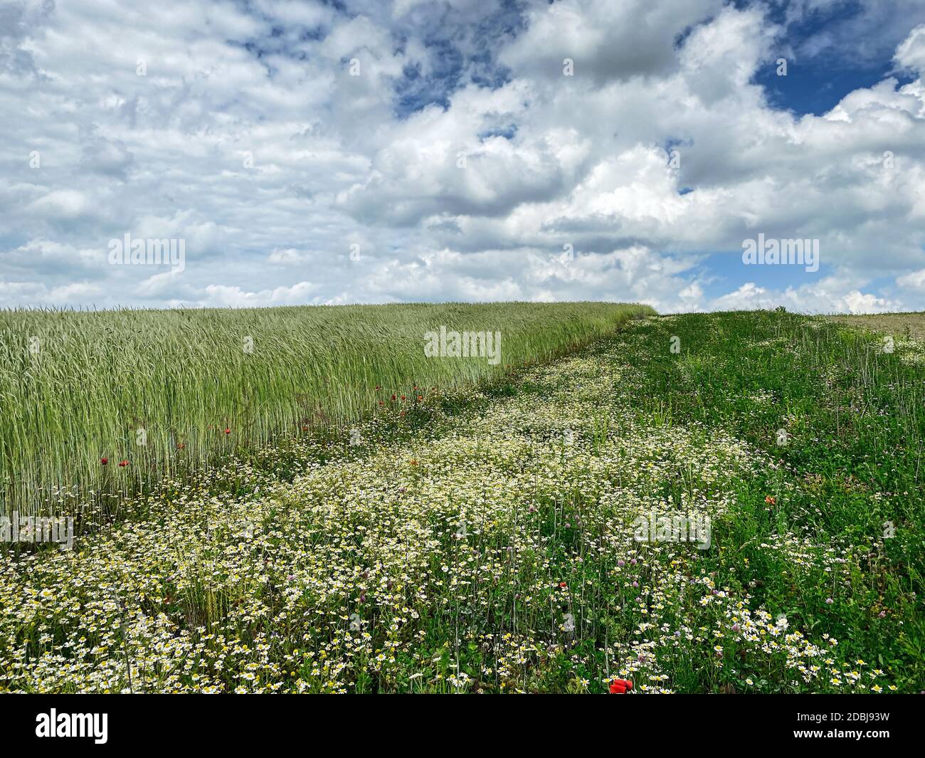 Getreidefeld im Sommer, Wiese mit Mohn und daysy Blumen Stockfoto