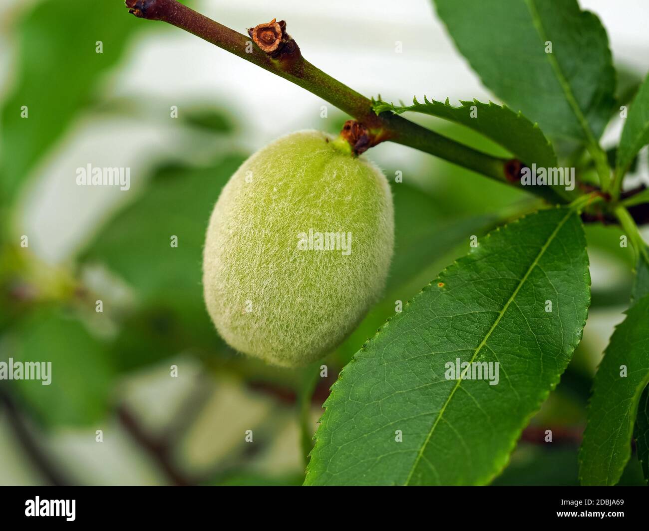 Nahaufnahme einer grünen Pfirsichfrucht, Prunus persica, die sich auf einem Ast entwickelt Stockfoto