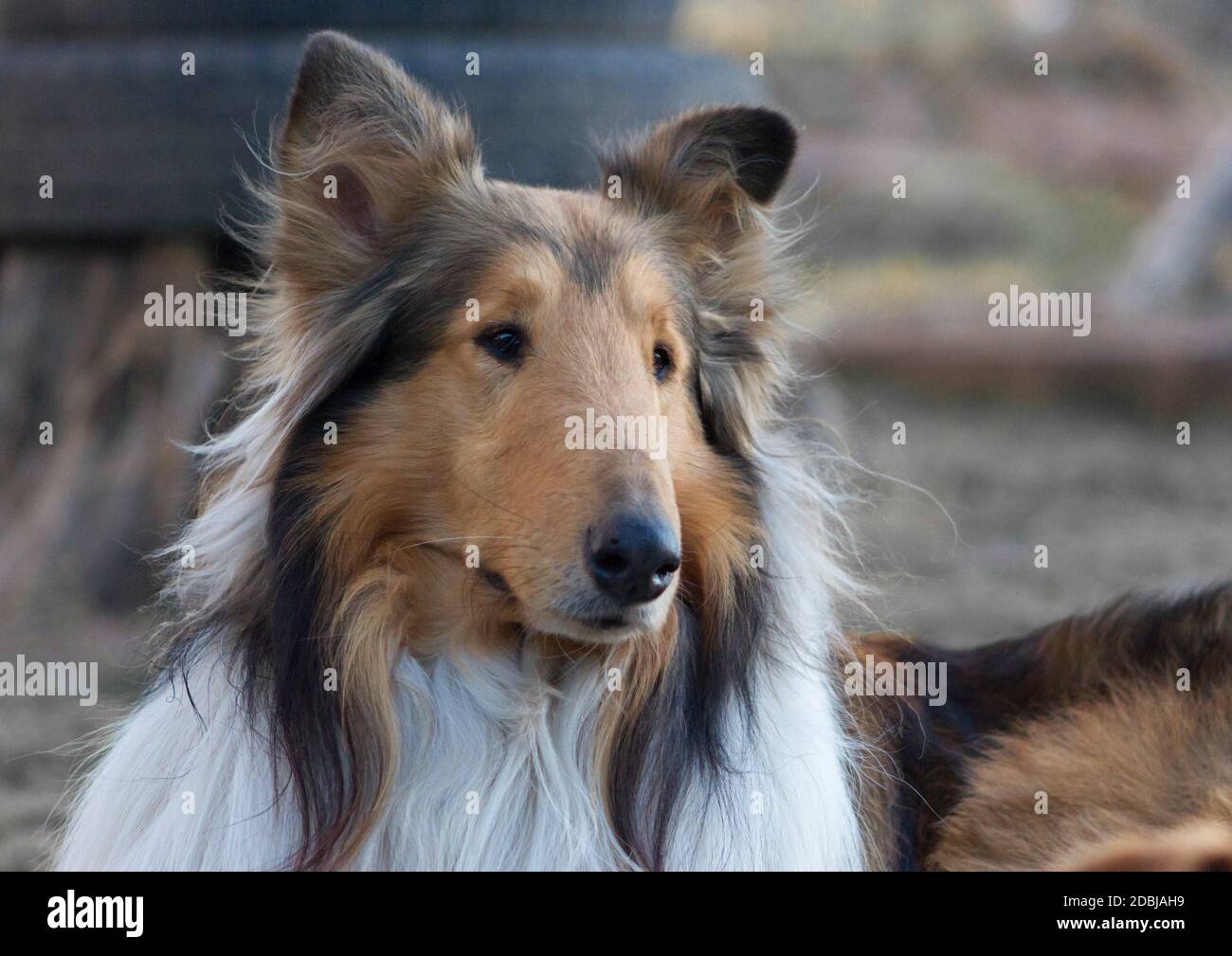 Nahaufnahme eines rauhen Collie, der bei Tageslicht draußen auf dem Boden sitzt Stockfoto