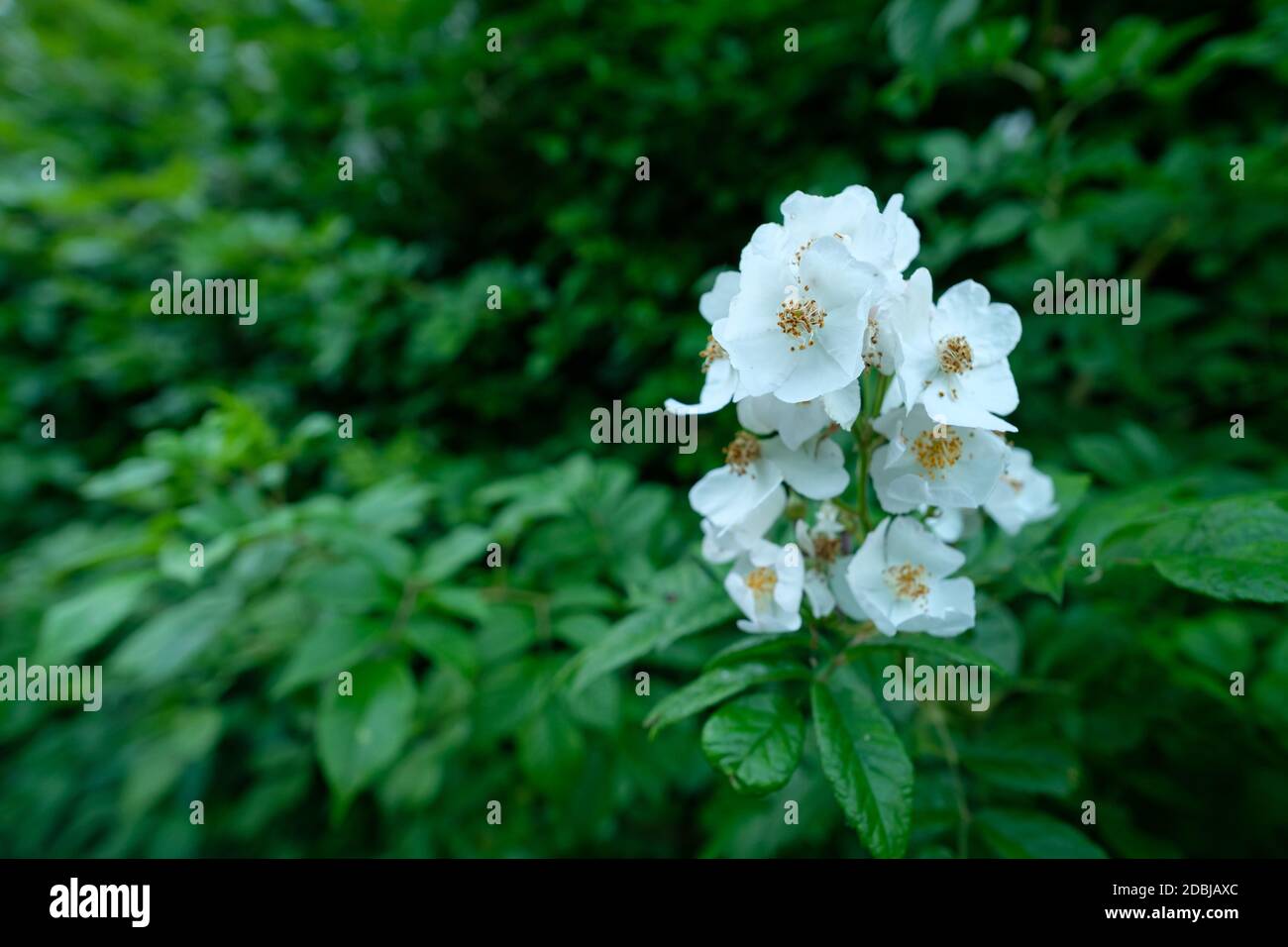 Kartoffelrose (Rosa rugosa) mit weißen Blüten in der Nähe Stockfoto