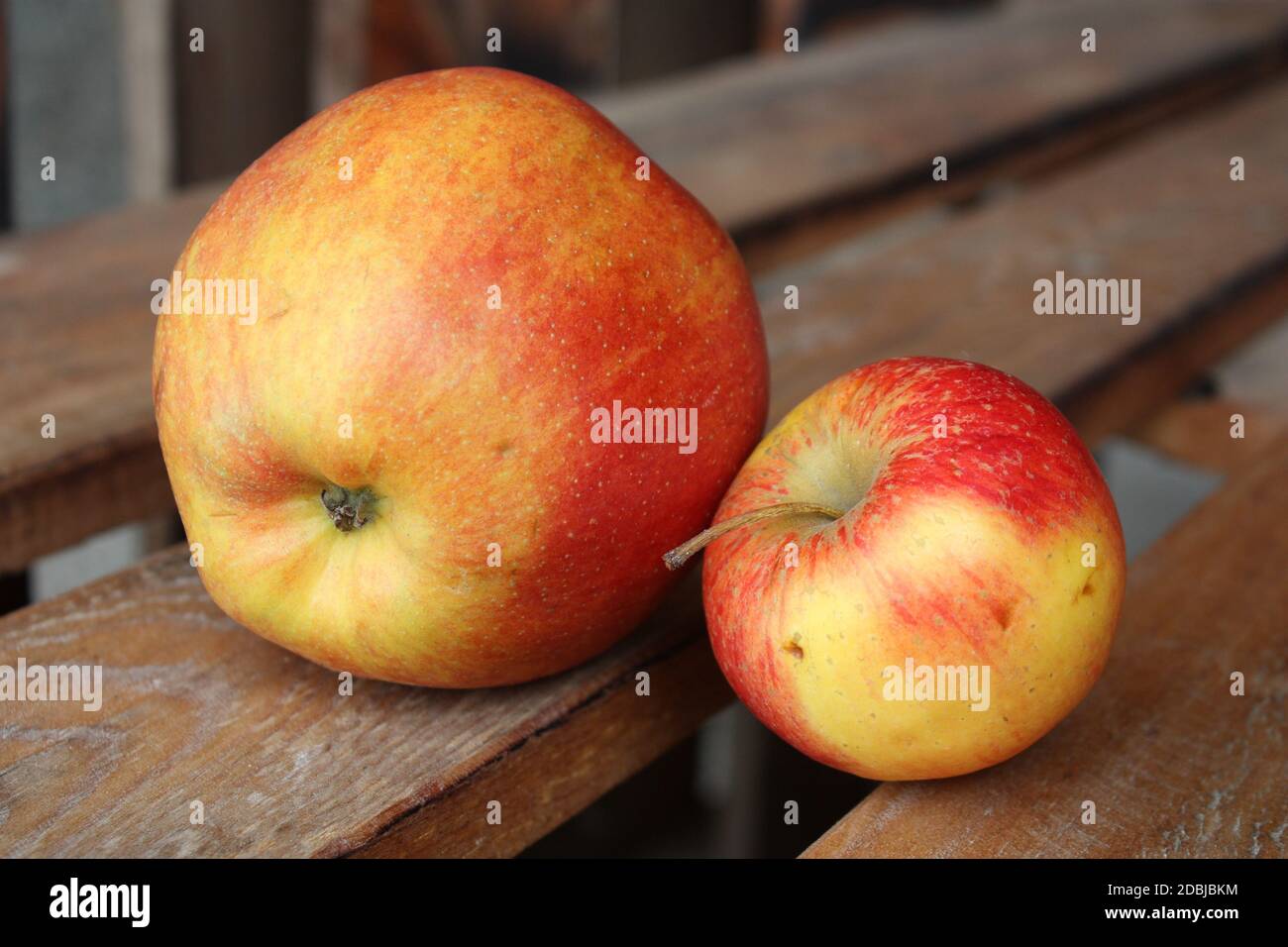 Großer und kleiner Apfel Stockfoto