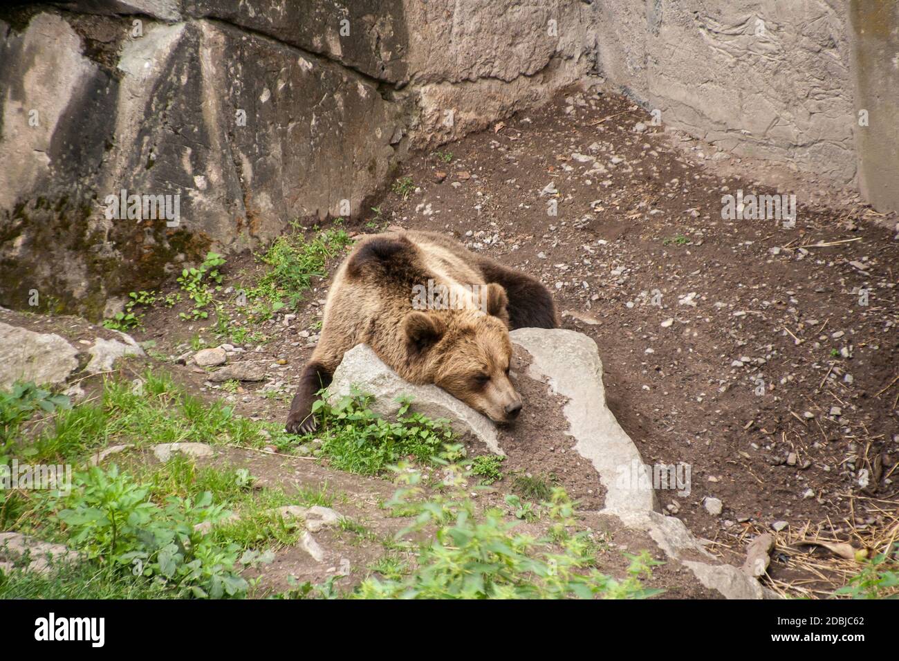 Locker, relaxen im Zoo Stockfoto