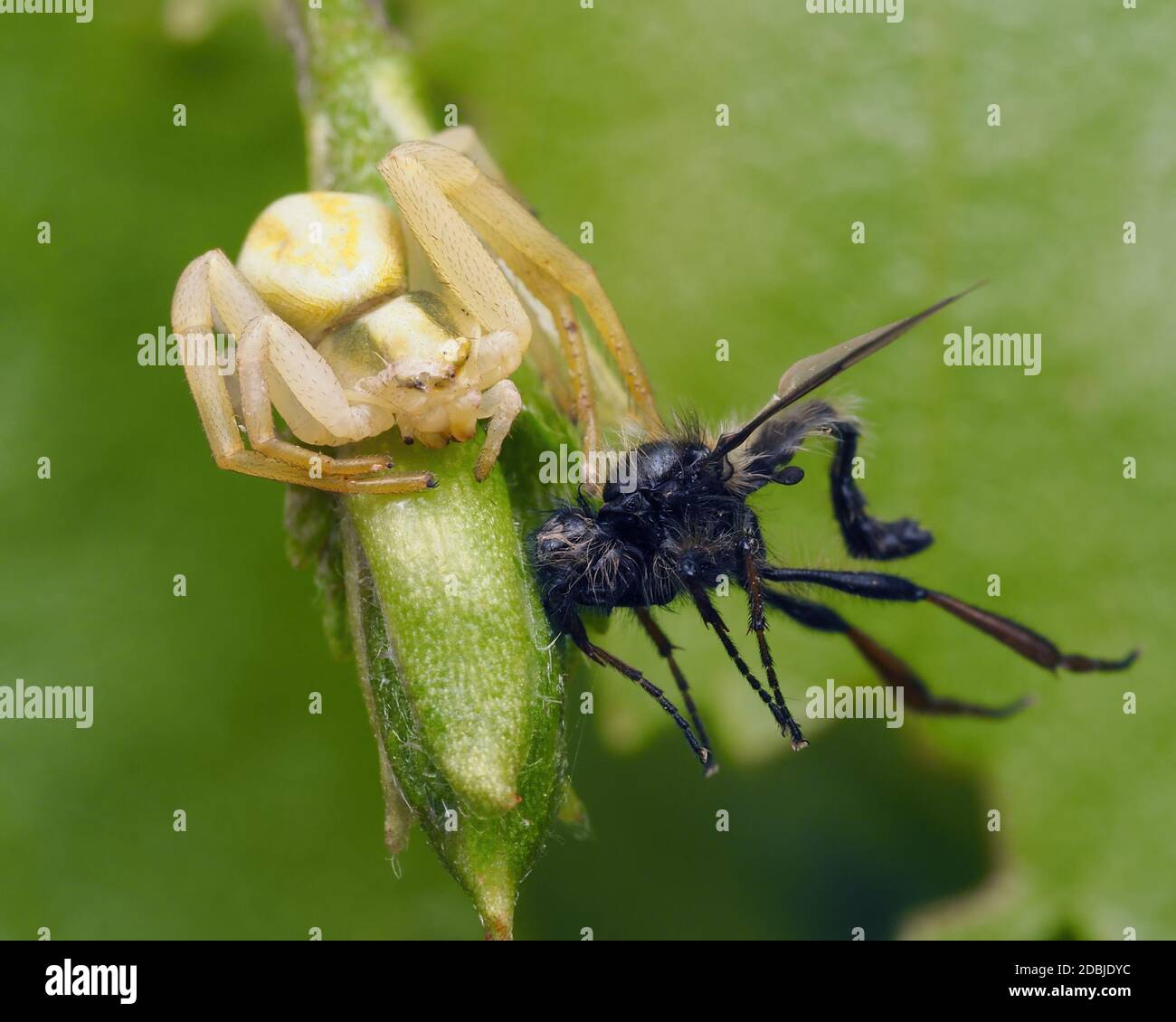 Weibliche Misumena vatia Krabbenspinne mit Bibio sp. Fliegen als Beute. Tipperary, Irland Stockfoto