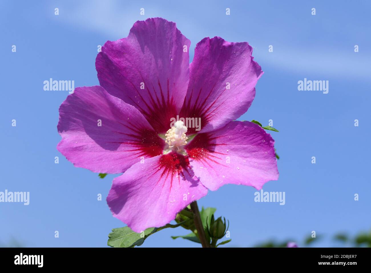 Eine schöne rosa Blüte mit einem blauen Himmel im Hintergrund Stockfoto