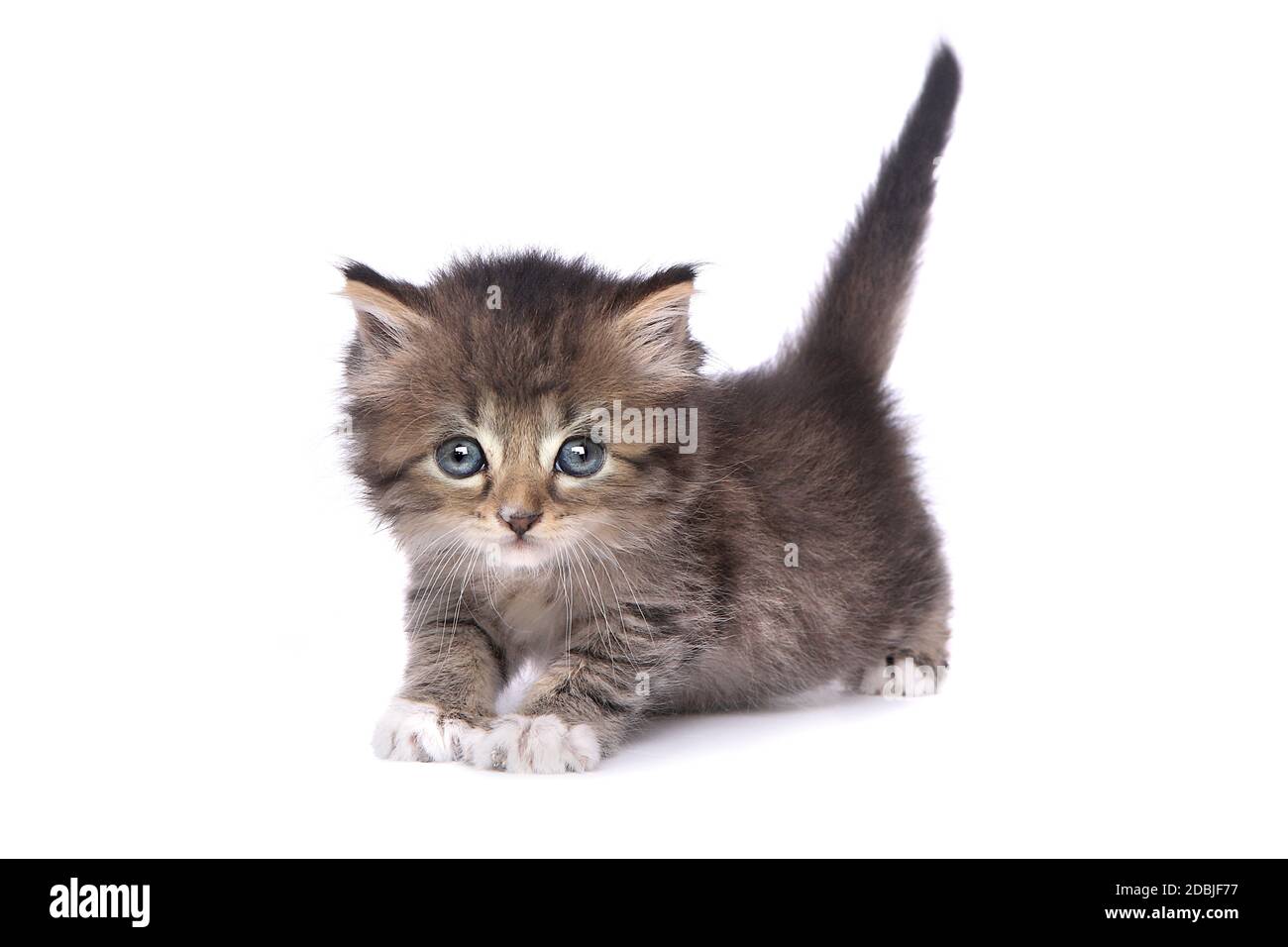 Adorable Kitten Perfekt für einen Kalender Stockfoto