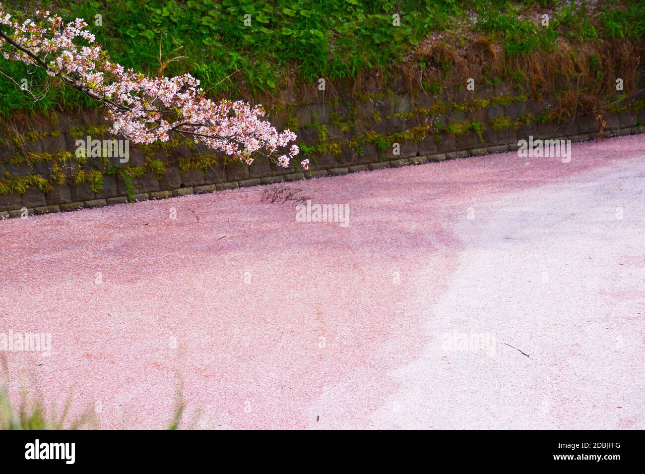 Sakura-Bild von Chidorigafuchi. Aufnahmeort: Metropolregion Tokio Stockfoto