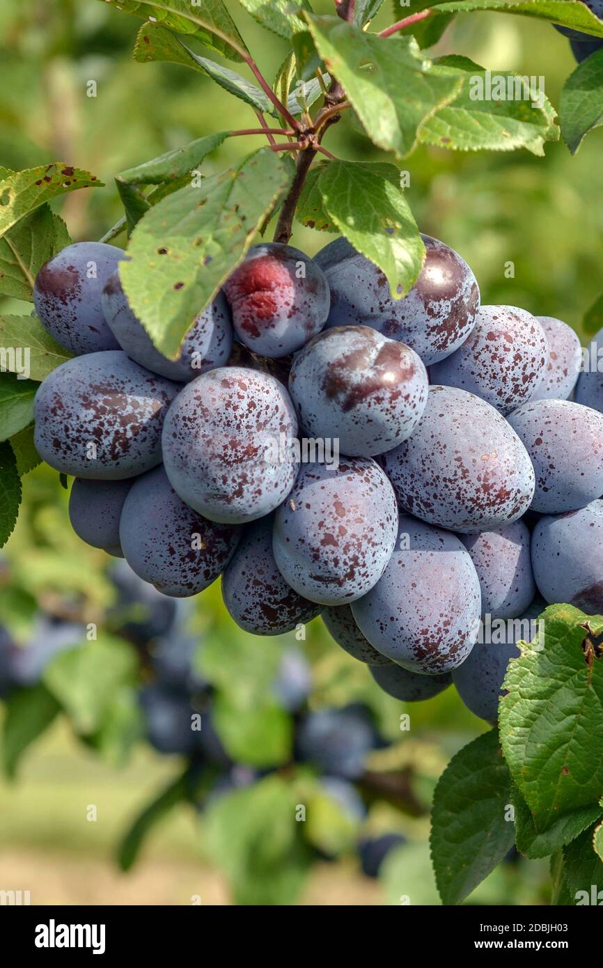 Pflaumen jojo -Fotos und -Bildmaterial in hoher Auflösung – Alamy