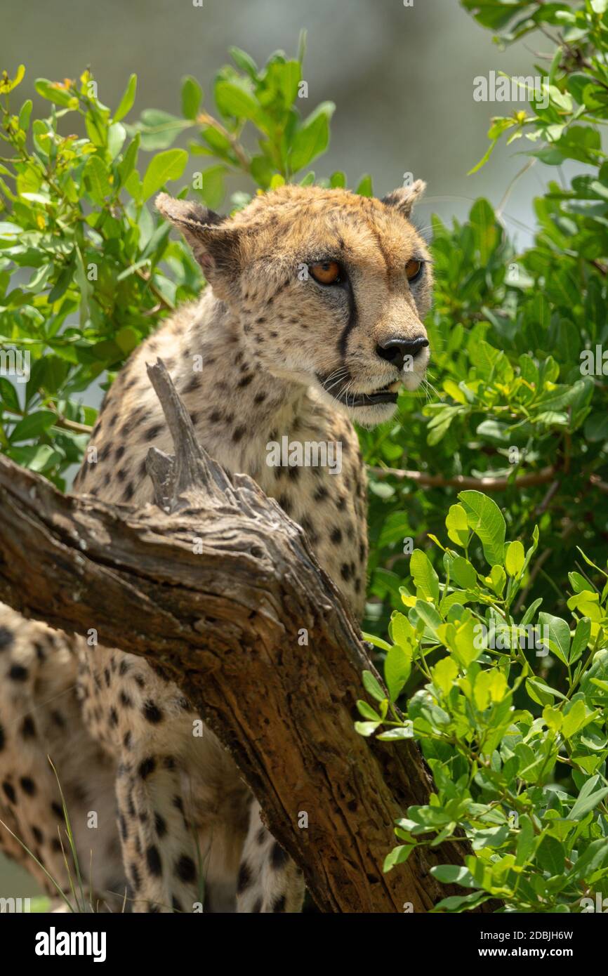 Nahaufnahme des Geparden, der durch grüne Büsche schaut Stockfoto