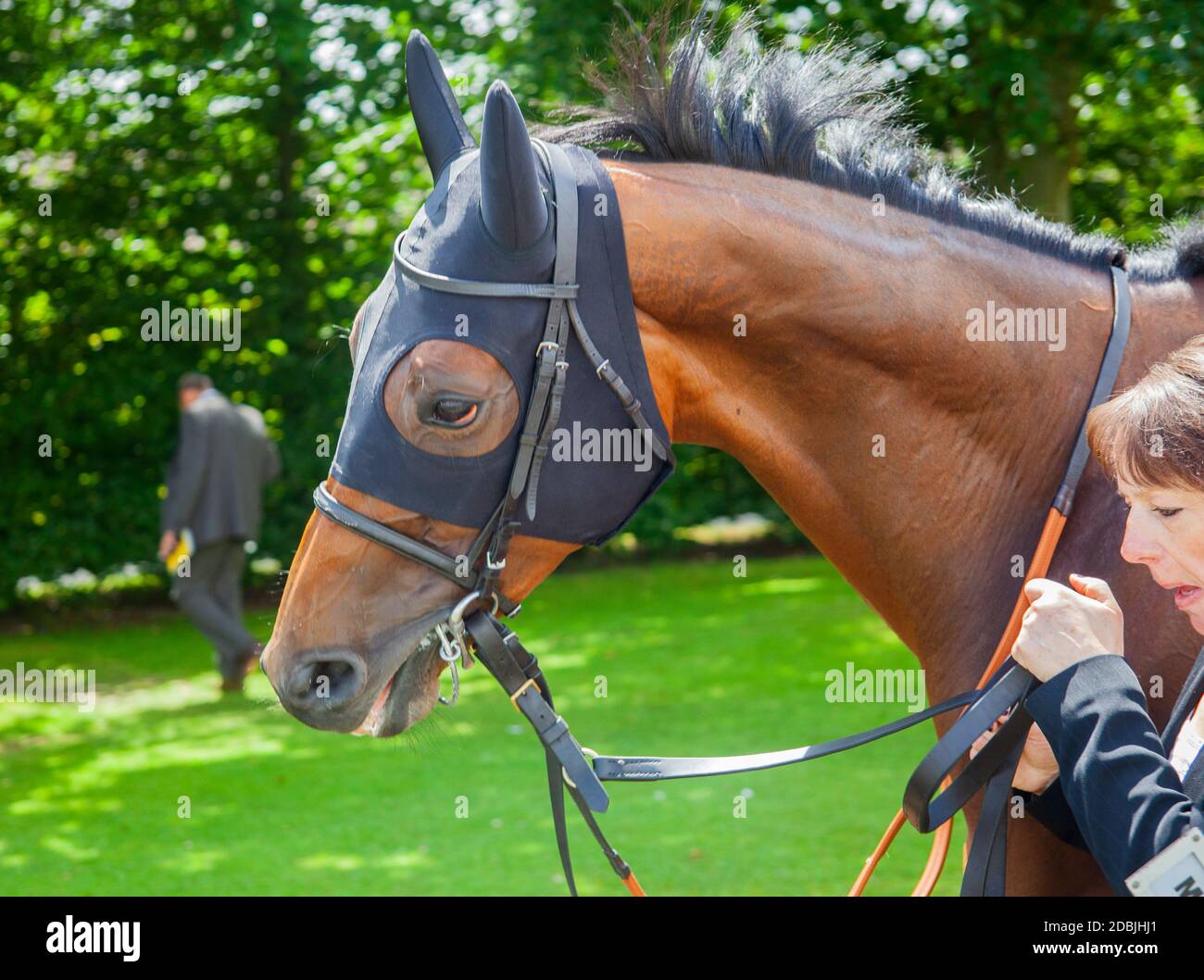 Pferd wird beim glorreichen Goodwood-Renntreffen auf der Goodwood-Rennbahn in der Nähe von Chichester, West Sussex, vorbereitet; das Qatar Goodwood Festival Stockfoto