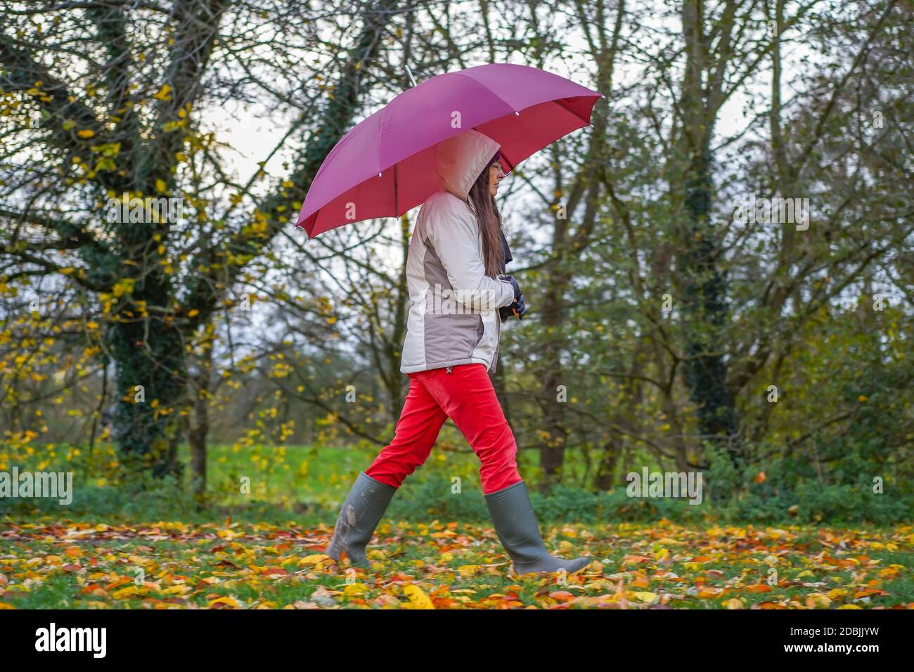 Seitenansicht einer Frau mit Regenschirm, die isoliert durch die Landschaft Großbritanniens läuft, goldene Herbstblätter auf dem Boden. Dame in roten Hosen und grünen Gummistiefeln. Stockfoto