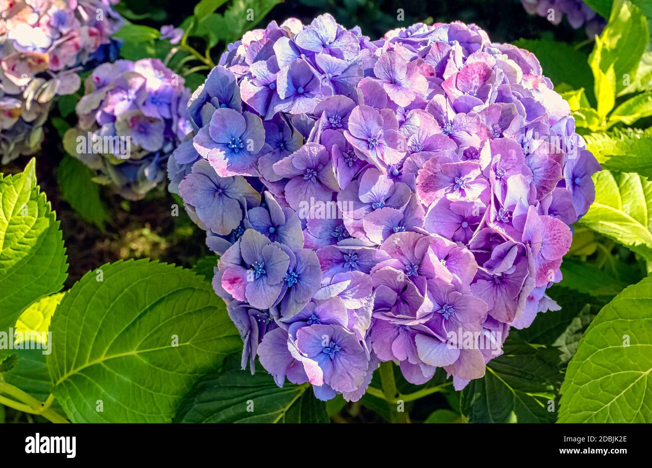 Hortensia macrophylla bekannt als bigleaf, French oder Mophead Hortensia, Penny mac und Hortensia Stockfoto