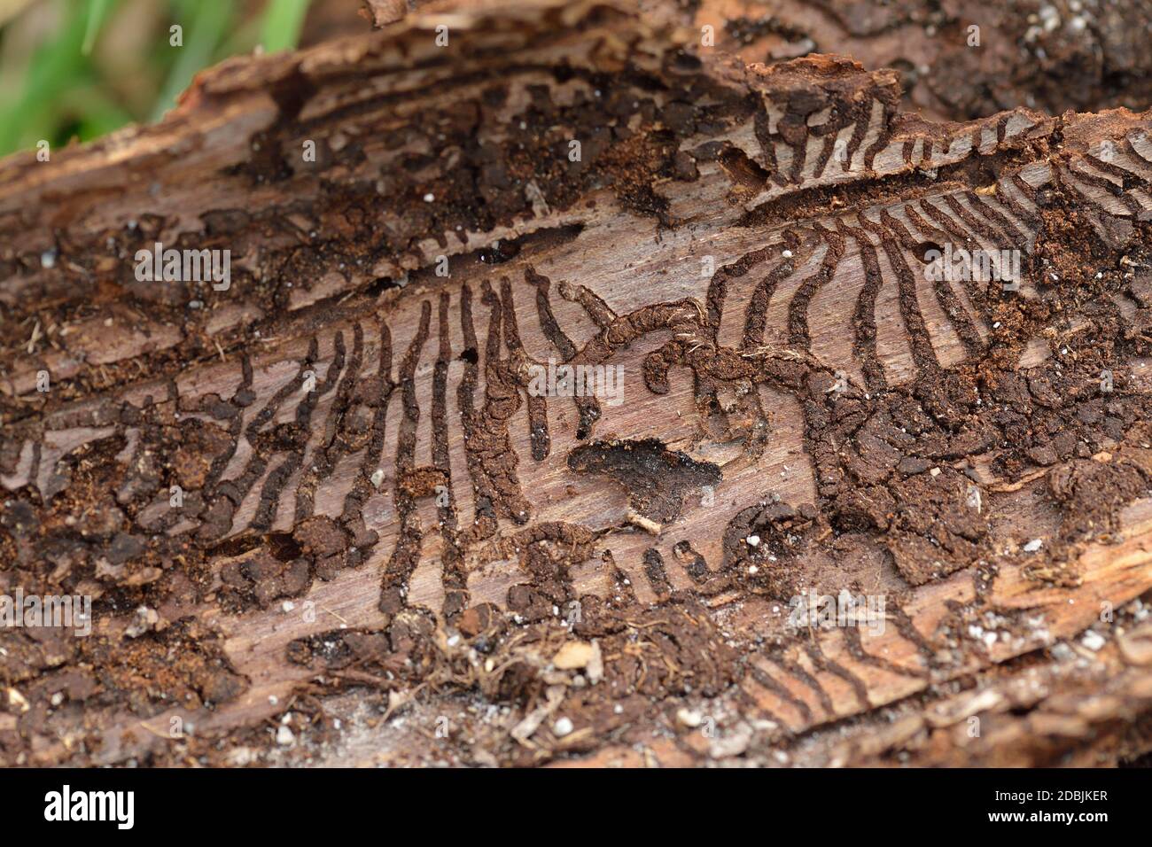 Europäischer Fichtenrindenkäfer in einer Fichte im Wald Stockfoto