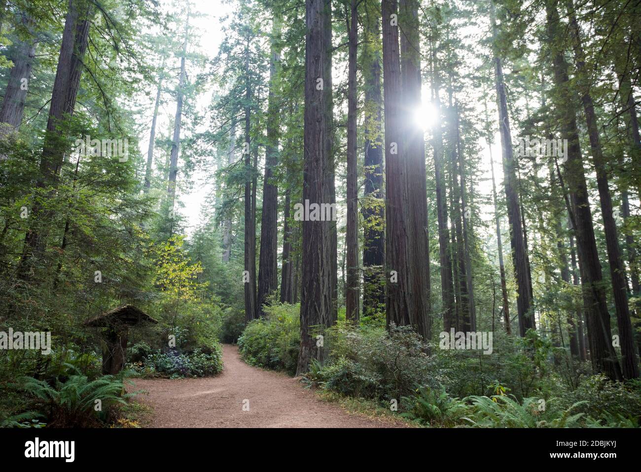 Lady Bird Johnson Trail im California Redwoods National Park, Kalifornien, USA Stockfoto