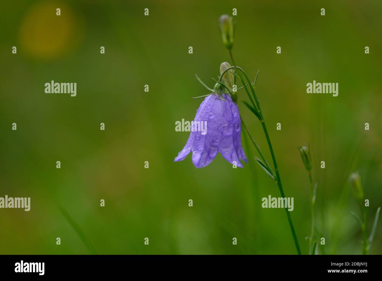 Campanula cochleariifolia (auch Campanula cochlearifolia) im Herbst in den alpen Stockfoto