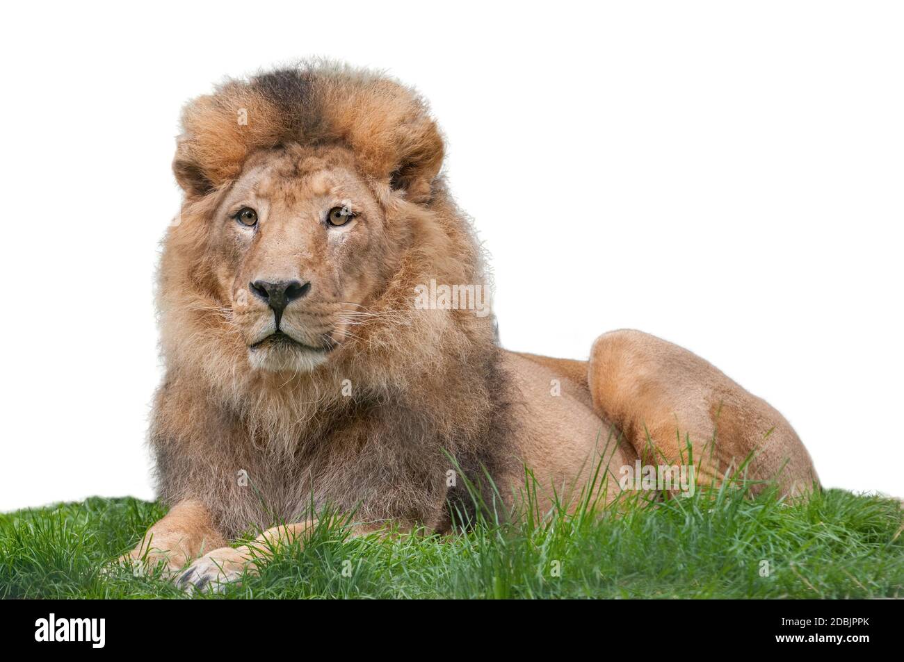 Porträt des Löwen isoliert auf weißem Hintergrund Stockfoto