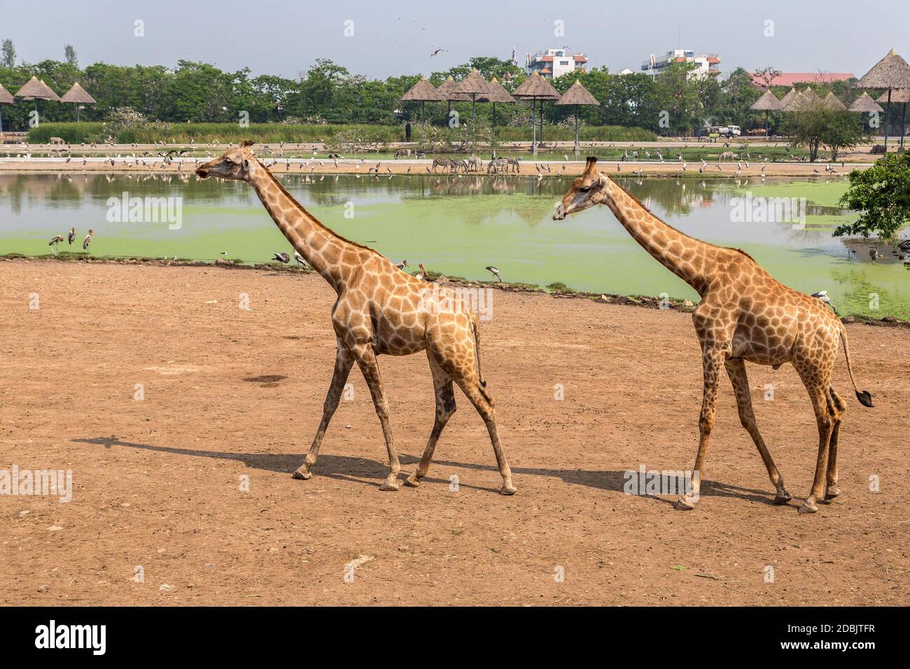 Giraffe im Safari World Zoo in Bangkok an einem Sommerabend Stockfoto