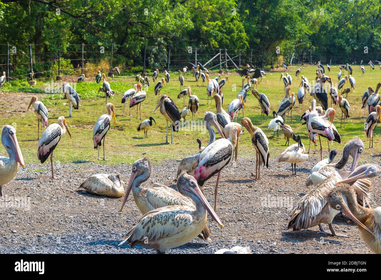 Vögel in Safari World Zoo in Bangkok an einem Sommertag Stockfoto
