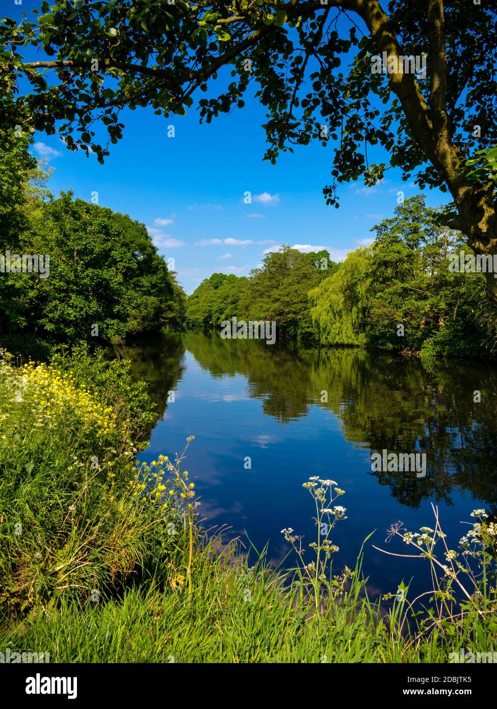 Sommer Blick auf den Fluss Derwent in Darley Abbey in der Nähe von Derby England. Stockfoto